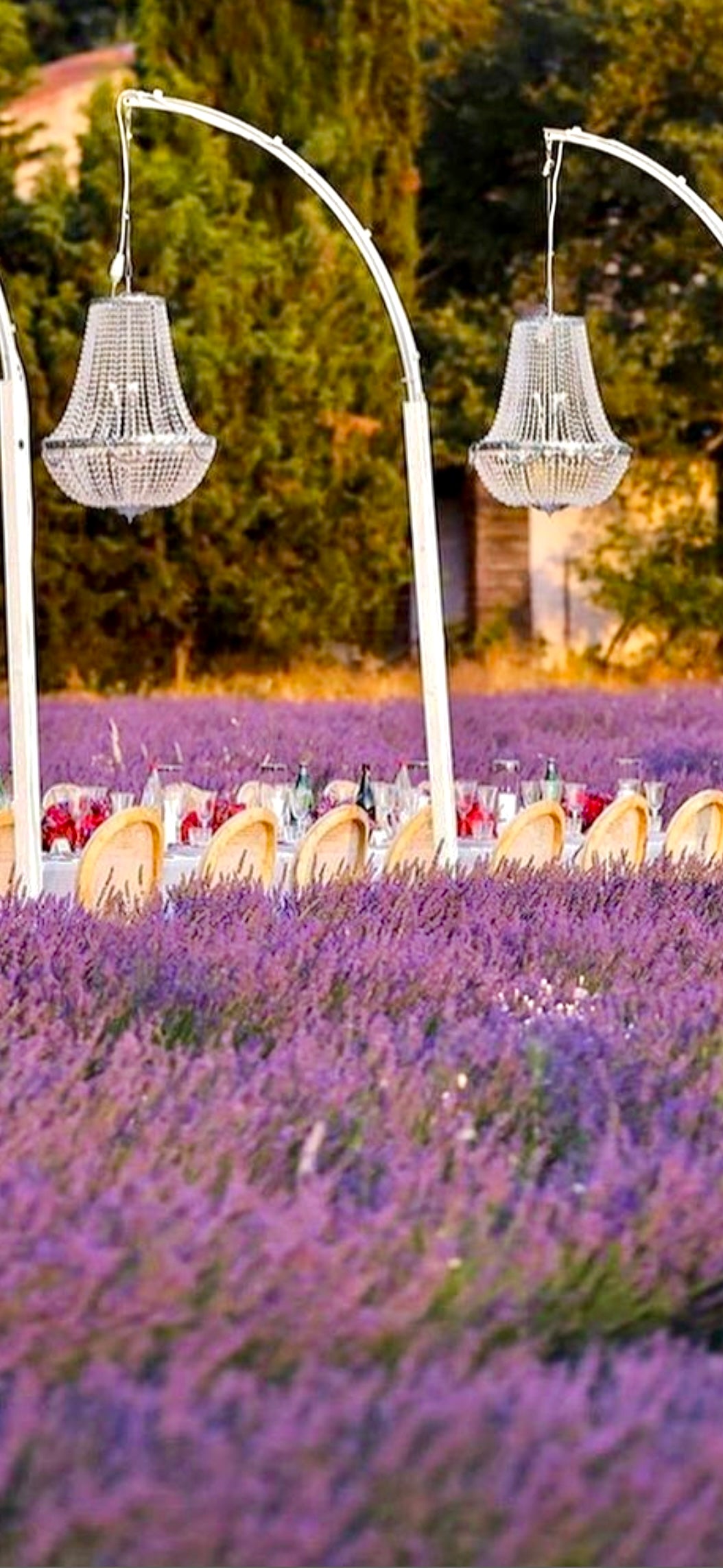 Lavender in Provence France