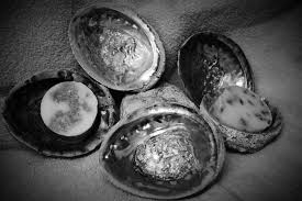 abalone shell canada, soap holder